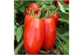 Pomodoro San Marzano