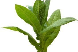 Tabacco